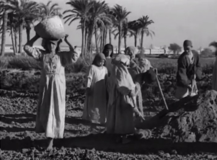 Cotton production in egypt 1750 to 1900