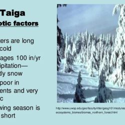 Abiotic factors in the taiga biome