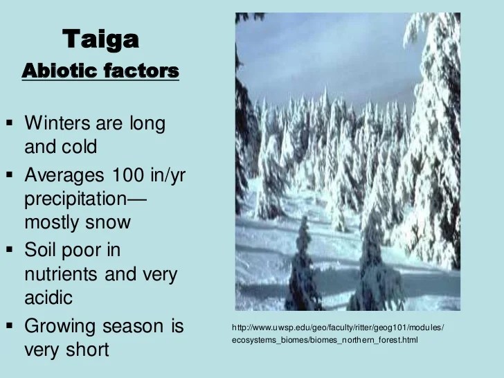 Abiotic factors in the taiga biome