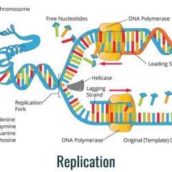 Pogil dna structure and replication answers