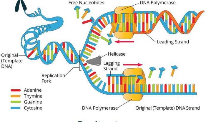 Pogil dna structure and replication answers