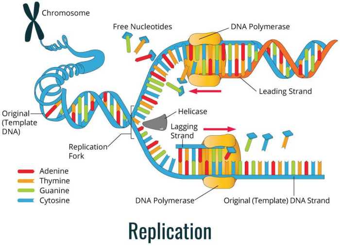 Pogil dna structure and replication answers