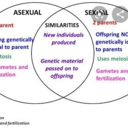 Venn asexual sexual reproduction diagram vs development growth comparison quiz tuesday june