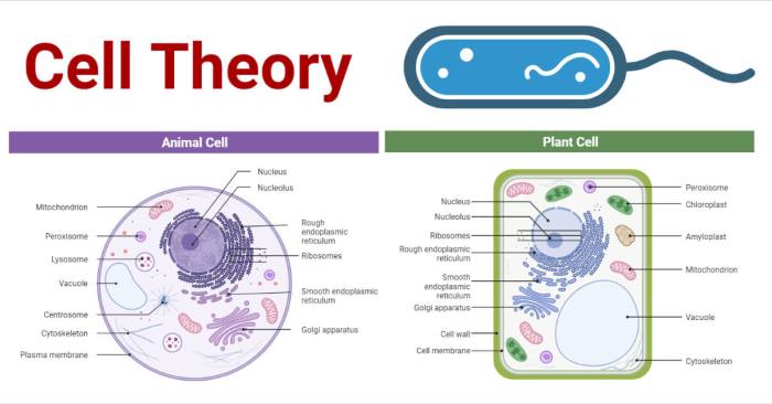 The cell theory states all of the following except