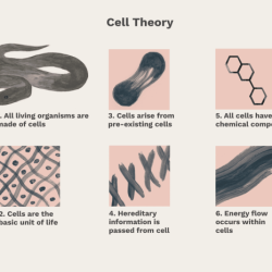 The cell theory states all of the following except