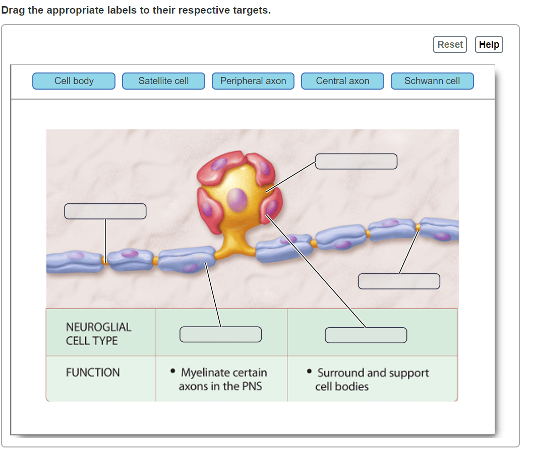 Drag the appropriate labels to their respective targets cell